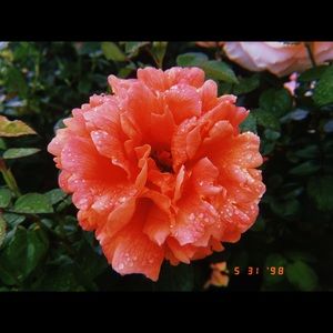 Meet your Posher, Kenzie